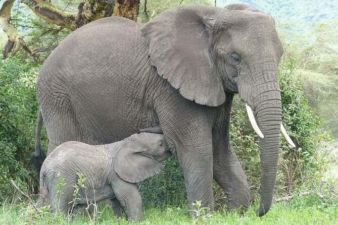 5 Days Tanzania Wildlife Safari Private Tour - Day in Arusha National Park: Lake Momella and Colobus Monkey Country