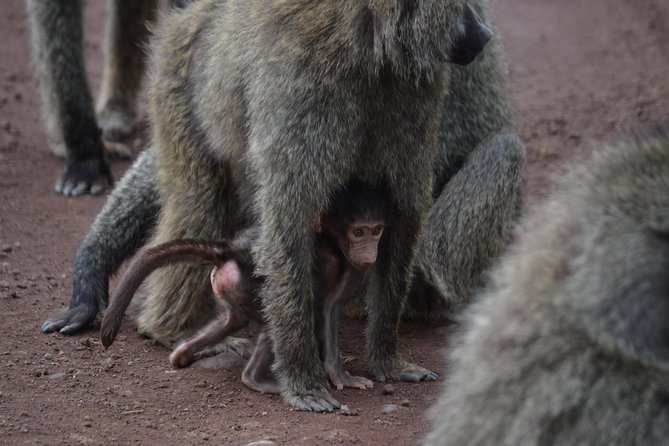 5 Days Tarangire ,Serengeti.Ngorongoro and Lake manyara - Serengeti day with the Ngorongoro pass-by and an optional Maasai village