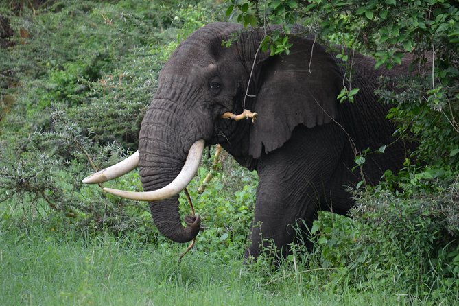 5 Days Tarangire ,Serengeti.Ngorongoro and Lake manyara - 6:15 am Ngorongoro descent for black rhino chances