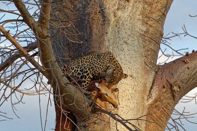 5-days Tarangire-Serengeti-Ngorongoro Safari - Serengeti Day 3: full day wildlife time for lions, hippos, and the big-name species