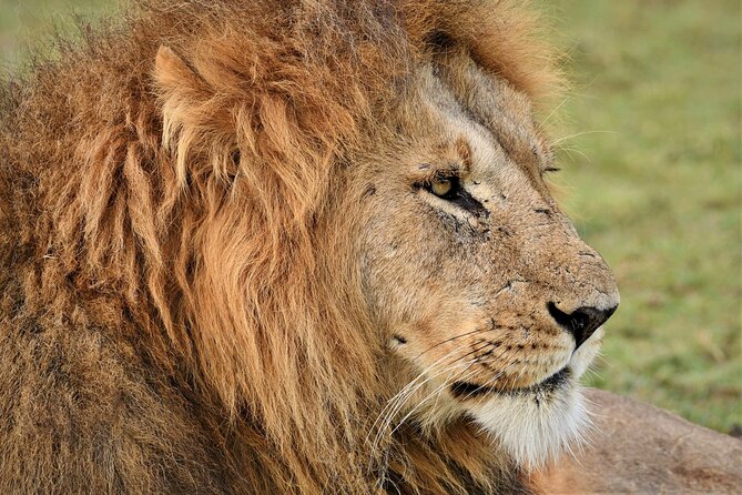 5-days Tarangire-Serengeti-Ngorongoro Safari - Price and value: what $2,116 per person really buys