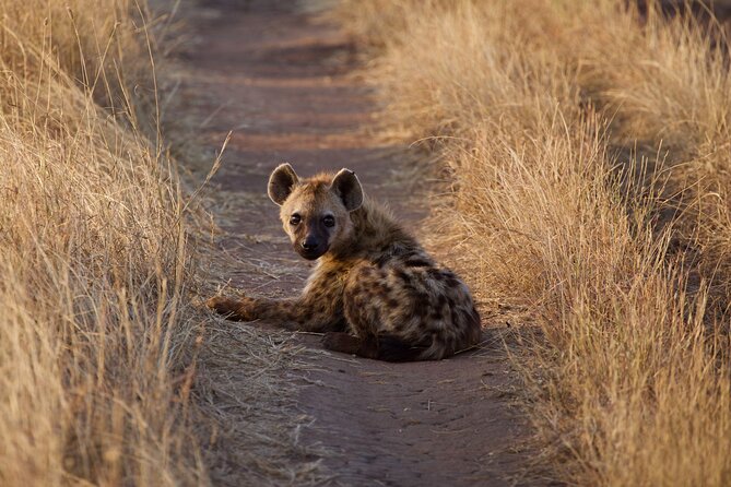 5-days Tarangire-Serengeti-Ngorongoro Safari - The things that matter most on safari: guide, food, and comfort