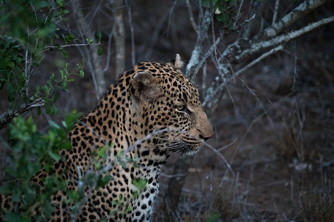 5-days Tarangire-Serengeti-Ngorongoro Safari - Serengeti Day 2: long drives across open plains and migration country