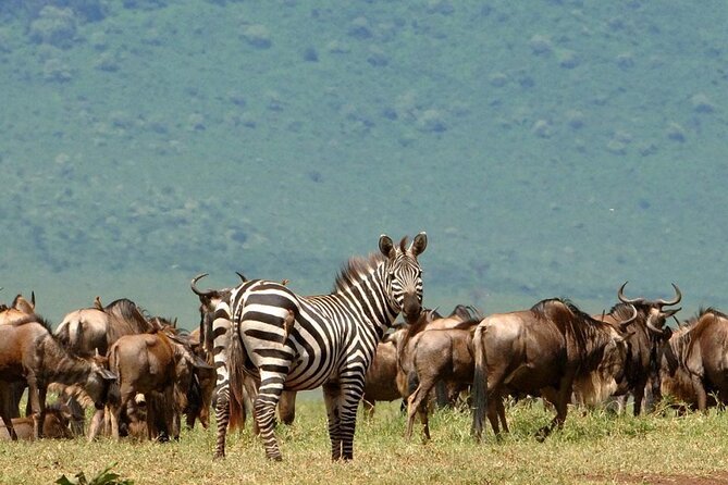 5 Days Under Serengeti Skies Tour - Serengeti National Park days: the Seronera window and migration momentum