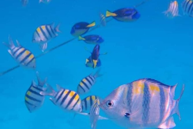 5-Hour Snorkeling, Swimming with Dolphins and Sea Turtles Aquarium - Key Highlights at a Glance