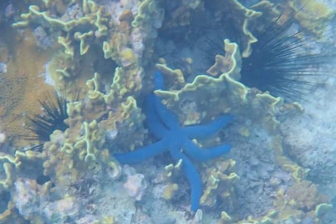 5-Hour Snorkeling, Swimming with Dolphins and Sea Turtles Aquarium - The 8:30am Boat Run, Bumpy Water, and What It Means for You