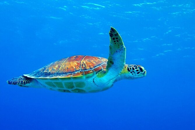 5-Hour Snorkeling, Swimming with Dolphins and Sea Turtles Aquarium - Snorkeling Gear, Group Size, and How the Day Stays Organized