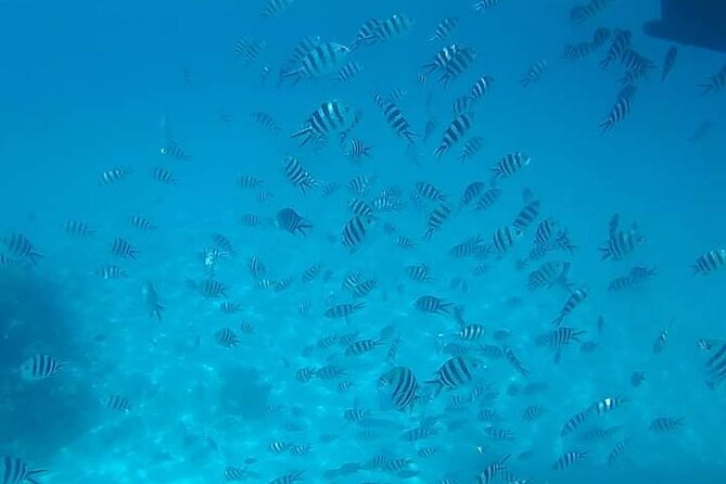 5-Hour Snorkeling, Swimming with Dolphins and Sea Turtles Aquarium - Booking Logic: The Smart Way to Decide