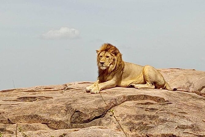 5Days Family _Group Tour Lodging Mid-Range in the Jungle - A 5-day family safari route built around three Tanzanian stars