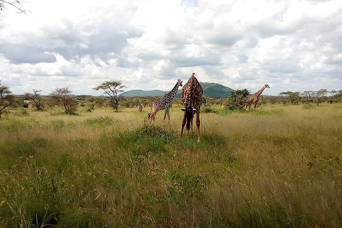 5Days Family _Group Tour Lodging Mid-Range in the Jungle - Serengeti Day 2: Seronera water, endless plains, and a full game drive