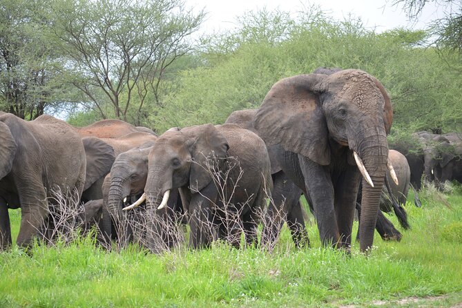 5days Tanzania Safari lodge and camping Serengeti, Tarangire & Ngorongoro Crater - Tarangire National Park: elephants, baobabs, and river-country game drives