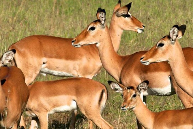 5days Tanzania Safari lodge and camping Serengeti, Tarangire & Ngorongoro Crater - Camping stays and included meals: what you get for your money