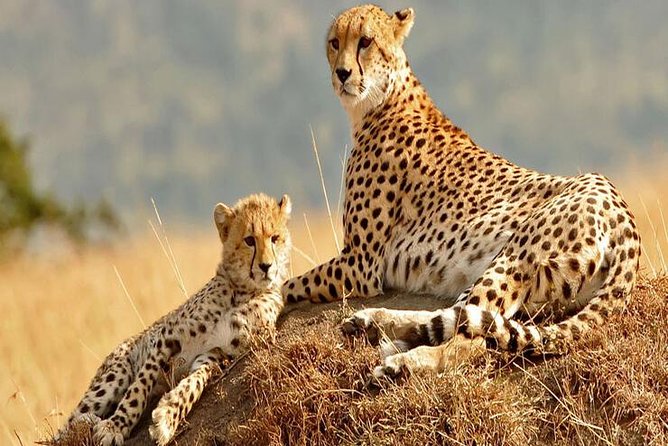 5days Tanzania Safari lodge and camping Serengeti, Tarangire & Ngorongoro Crater - Price and value: what $1,254 covers and why it matters