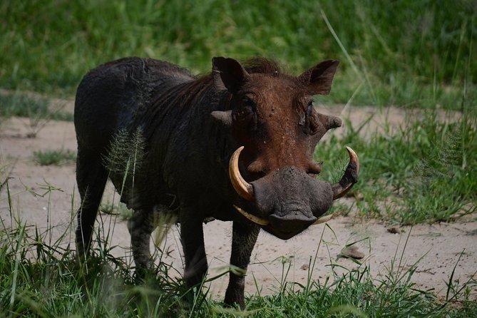 5days Tanzania Safari lodge and camping Serengeti, Tarangire & Ngorongoro Crater - What the small-group format feels like on safari