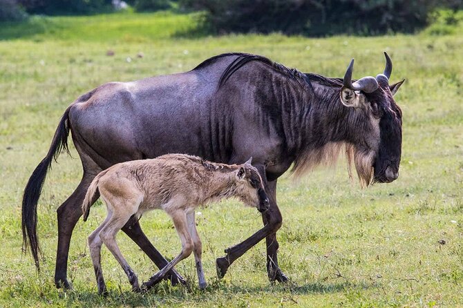 6- Day Adventure Lodge safari to see Migration - Day 1 Arusha to Tarangire: wildlife-heavy starts at Octagon Lodge