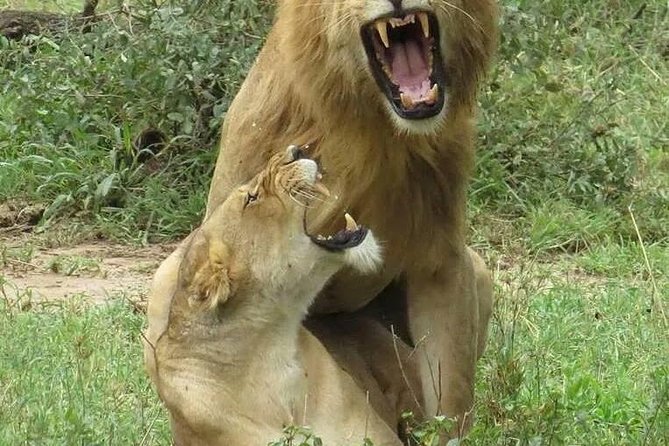 6- Day Adventure Lodge safari to see Migration - Mara River crossing chances at Kogatende: what to expect and what to ask