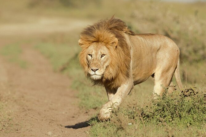 6- Day Adventure Lodge safari to see Migration - Ngorongoro Conservation Area: the handoff from plains to caldera