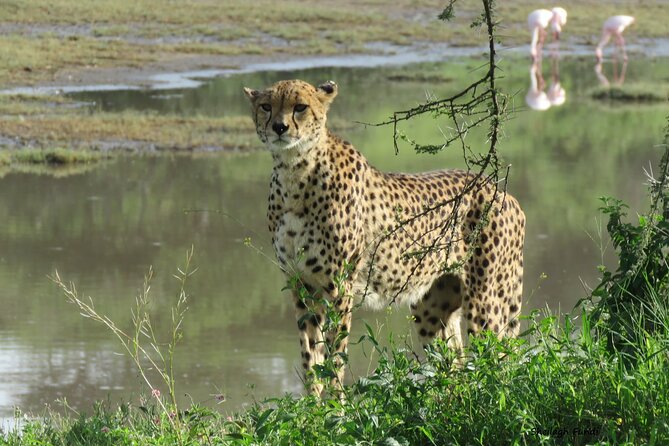 6- Day Adventure Lodge safari to see Migration - Ngorongoro Crater day: Big Five viewing plus soda-lake birds