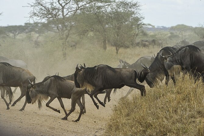 6- Day Adventure Lodge safari to see Migration - Price and value: what $2,100 buys you on the ground