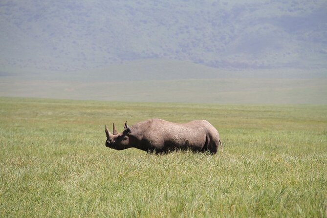 6-Day Big Five Magic Safari Tour - Days 3 and 4: the Big Five search in Serengeti, with long drive time