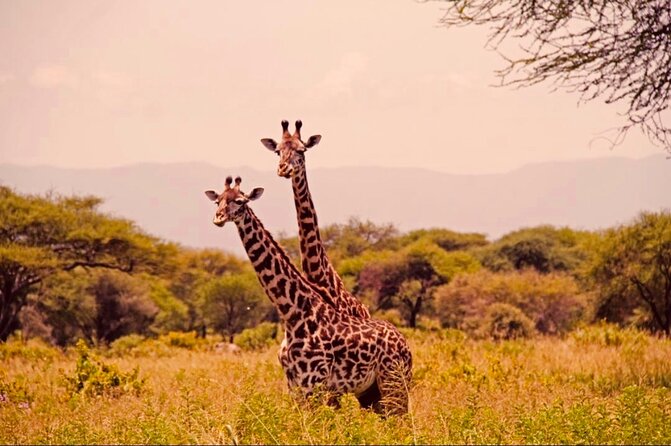 6-Day Big Five Magic Safari Tour - Day 4 evening into Ngorongoro: from plains into a crater world