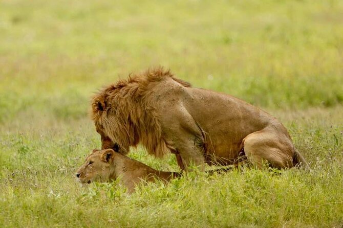 6-Day Big Five Magic Safari Tour - Ngorongoro Day 5: black rhino focus, lion prides, and birdlife