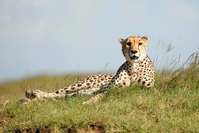 6-Day Big Five Magic Safari Tour - Day 1 in Tarangire: elephants in the shade and a late-evening push