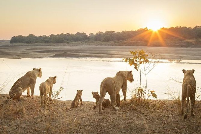 6-Day Budget Lodge Safari in Tanzania - Day 1 in Tarangire National Park: Lions and Elephants Where the Trees Matter