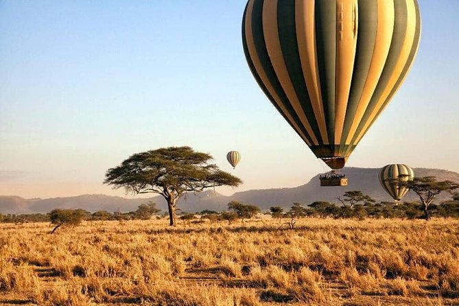 6-Day Budget Lodge Safari in Tanzania - Day 2 at Lake Manyara: Bird Watching Plus Hippos and Lions (Maybe Climbing)