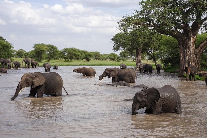 6-Day Budget Lodge Safari in Tanzania - Day 5: Half-Day Serengeti, Then Overnight Toward Ngorongoro