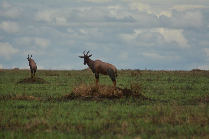 6-Day Essence of Serengeti & Ngorongoro Migration Safari - Quick takeaways before you book
