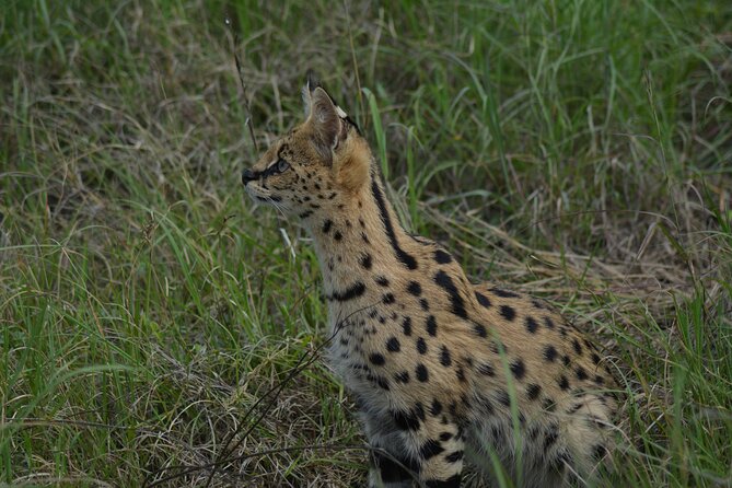 6-Day Essence of Serengeti & Ngorongoro Migration Safari - Why Serengeti migration plus Ngorongoro works so well