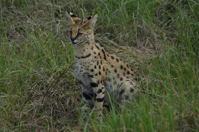 6-Day Essence of Serengeti & Ngorongoro Migration Safari - Ngorongoro Crater: the “Noah’s Ark” idea explained for your eyes