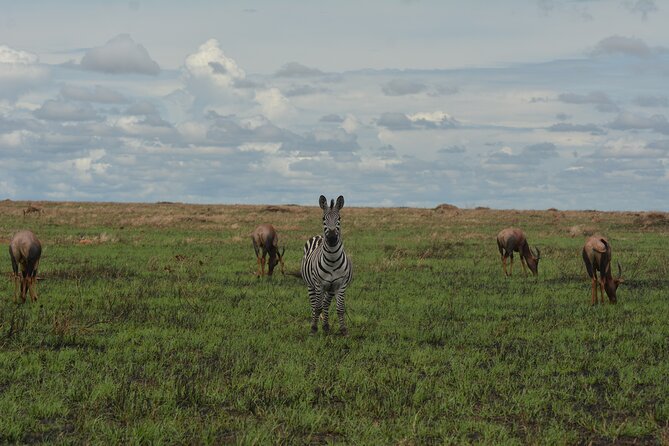 6-Day Essence of Serengeti & Ngorongoro Migration Safari - Day 5 transition: sunrise drive, brunch, then the crater shift