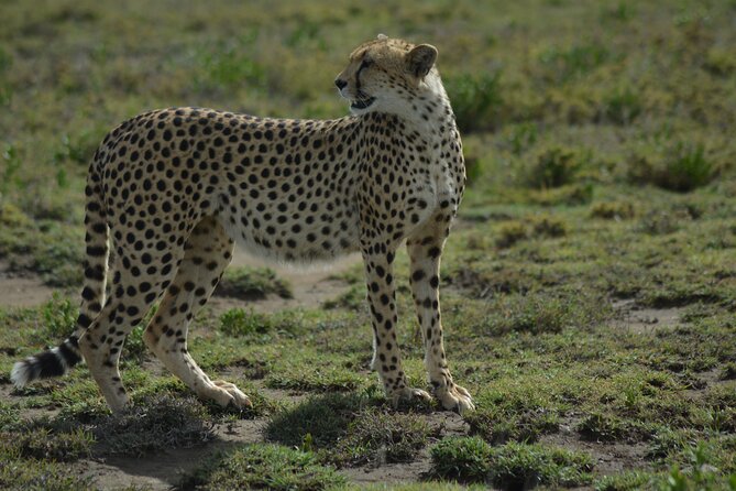 6-Day Essence of Serengeti & Ngorongoro Migration Safari - Serengeti game drives: why the schedule keeps you out early
