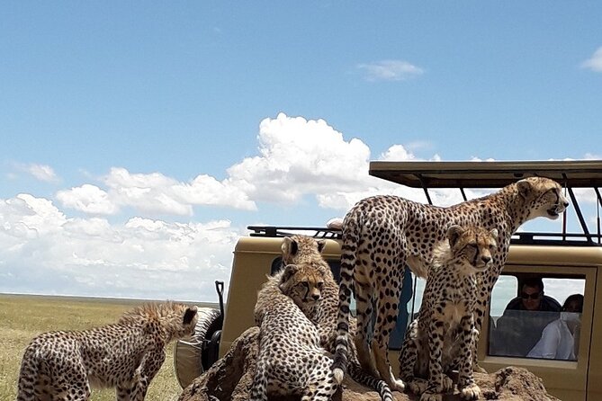 6 Day Group Camping Safari Tarangire Serengeti Ngorongoro Manyara - A budget camping safari that still feels like a real safari