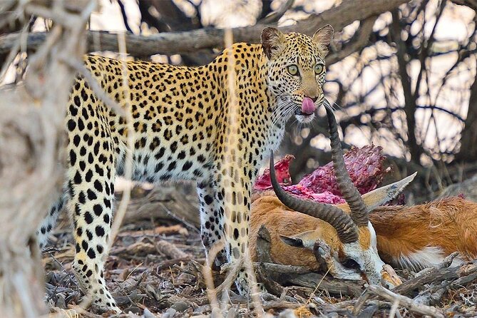 6 Day Group Camping Safari Tarangire Serengeti Ngorongoro Manyara - Days 2 and 3: Serengeti for predators, plus the Great Migration area