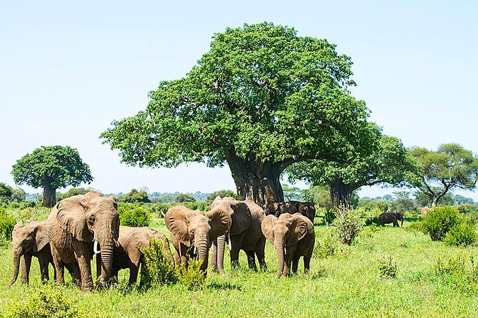 6 Day Group Camping Safari Tarangire Serengeti Ngorongoro Manyara - Price and what you actually get for $1,370