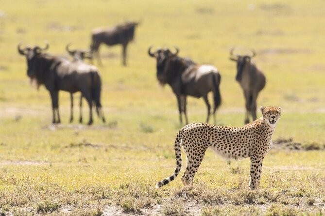 6-Day Honeymoon Safari Tour Package in Tanzania - Tarangire National Park: elephants, baobabs, and a day with big wildlife energy
