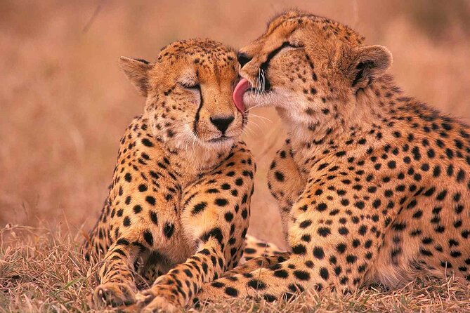 6-Day Honeymoon Safari Tour Package in Tanzania - Where the $1,995 per person fits in real value terms