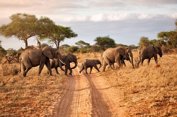 6-Day Luxury Tanzania Premium Safari - Key Highlights You’ll Care About