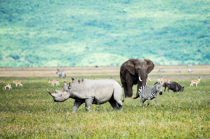 6-Day Luxury Tanzania Premium Safari - Moshi to Serengeti to Ngorongoro, the Safari Triangle That Actually Works