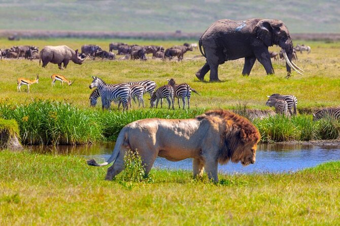 6-Day Luxury Tanzania Premium Safari - Should You Book This Premium Tanzania Safari?