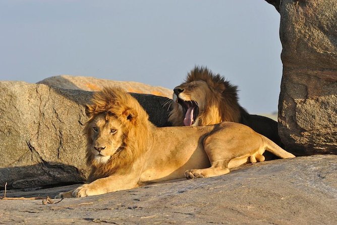 6 Day: Magnificent Wildlife Adventure - Key Points You’ll Notice