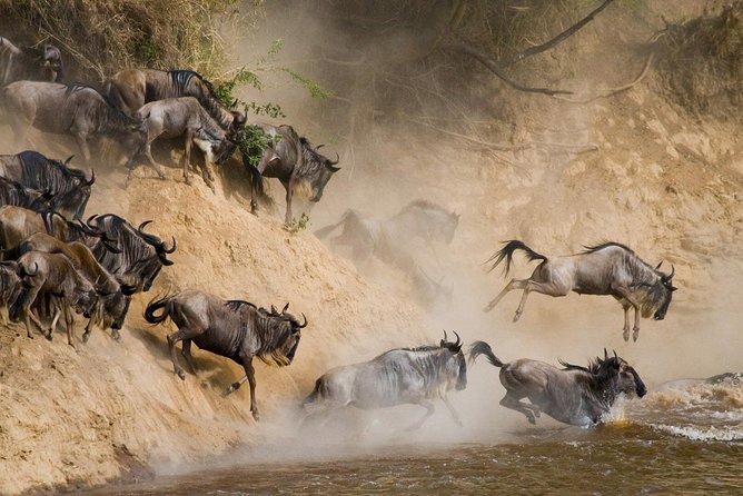 6 Day: Magnificent Wildlife Adventure - Low-Stress Safari Routing From Arusha’s Starting Line