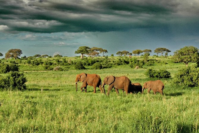 6 Day: Magnificent Wildlife Adventure - Ngorongoro Crater Sunrise, Brunch, and an Afternoon Serengeti Connection