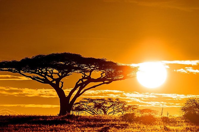 6 Day: Magnificent Wildlife Adventure - Ngorongoro Crater Floor: Noah’s Ark Vibes and Black Rhino Possibility
