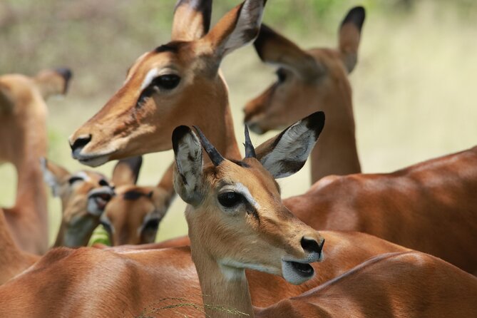 6-Day Northern Safari - Getting into Serengeti: the big drive north and the Seronera base