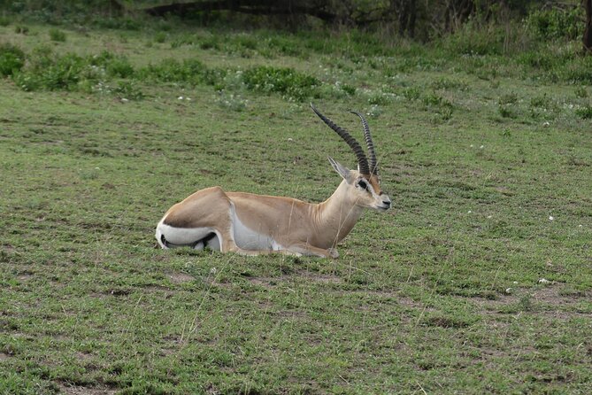 6-Day Northern Safari - Full-day Serengeti: big cats, migration chances, and birds