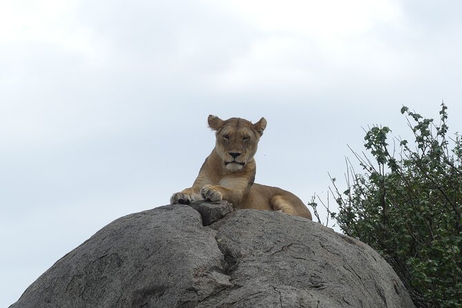 6-Day Northern Safari - Ngorongoro Crater: sunrise timing and threatened-species viewing